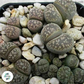 Lithops hermetica C397 / Living stones / 40 seeds